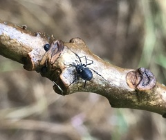 Nemastoma bimaculatum