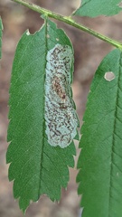 Phyllonorycter corylifoliella