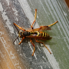 Polistes