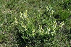 Salvia scabiosifolia