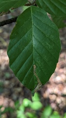 Stigmella hemargyrella