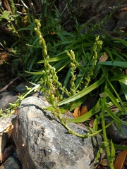 Platanthera sparsiflora