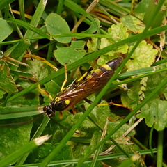 Ichneumonidae