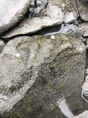 Ulva intestinalis