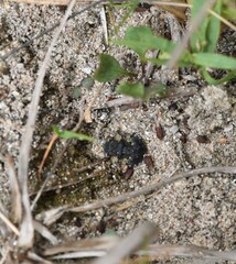 Gelastocoris oculatus