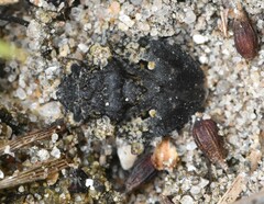 Gelastocoris oculatus