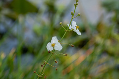 Sagittaria graminea