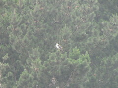 Geranoaetus polyosoma