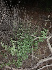 Brickellia coulteri