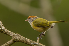 Hylophilus amaurocephalus