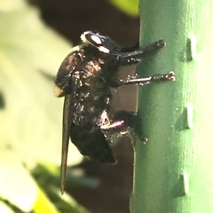 Mallophora leschenaulti