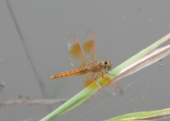 Brachythemis contaminata
