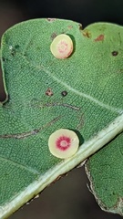 Neuroterus albipes