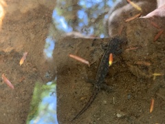 Desmognathus fuscus image