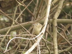 Vireo huttoni