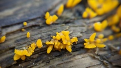 Calocera cornea