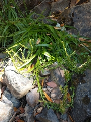 Platanthera sparsiflora