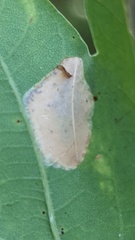 Tischeria ekebladella