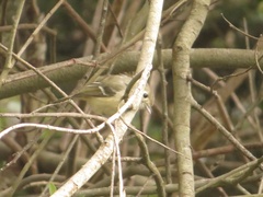 Vireo huttoni