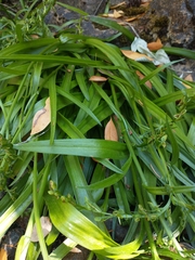 Platanthera sparsiflora