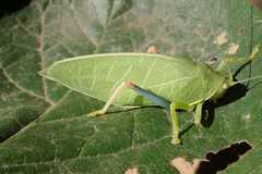 Zabalius ophthalmicus