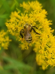 Andrena hirticincta