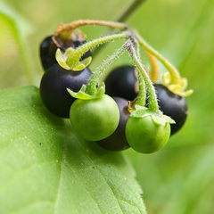 Solanum nigrum