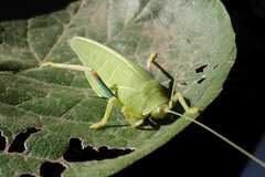 Zabalius ophthalmicus