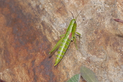 Euthystira brachyptera