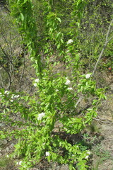 Prunus emarginata