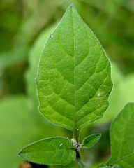 Solanum nigrum