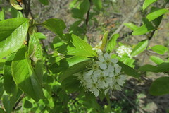 Prunus emarginata