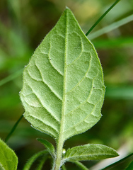 Solanum nigrum