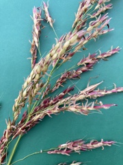 Sorghum × drummondii