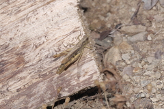 Chorthippus apricarius