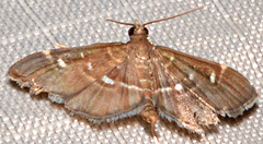 Diathrausta harlequinalis