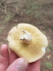 Suillus weaverae