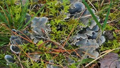 Peltigera rufescens