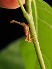 Arachnura