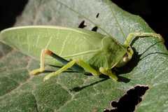 Zabalius ophthalmicus