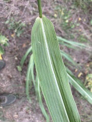 Sorghum × drummondii