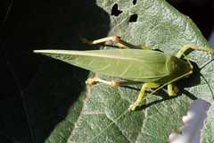 Zabalius ophthalmicus