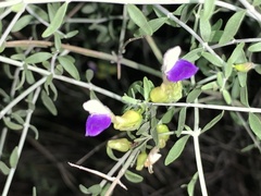 Scutellaria mexicana