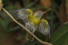 Hylophilus thoracicus