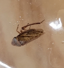 Aphrodes