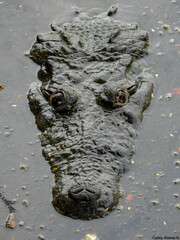 Crocodylus moreletii