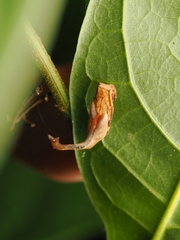 Arachnura