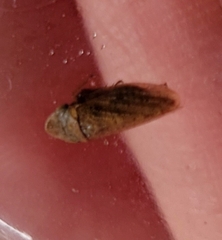 Aphrodes