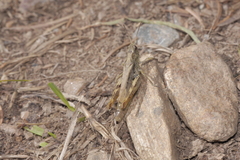 Chorthippus apricarius