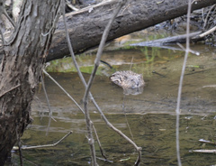 Ondatra zibethicus zibethicus